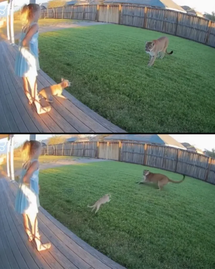 Little Champion, Huge Heart: The Chihuahua Who Faced a Mountain Lion in Colorado