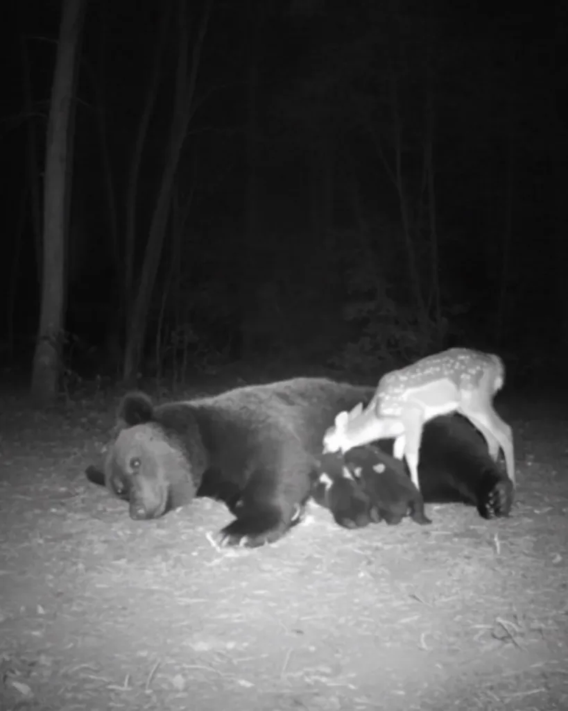 A Remarkable Encounter: The Fawn and the Grizzly Bear