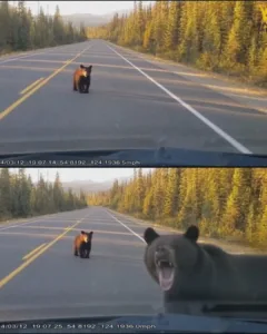 A Mother’s Rage: The Bear Who Would Not Lose Her Cub Again