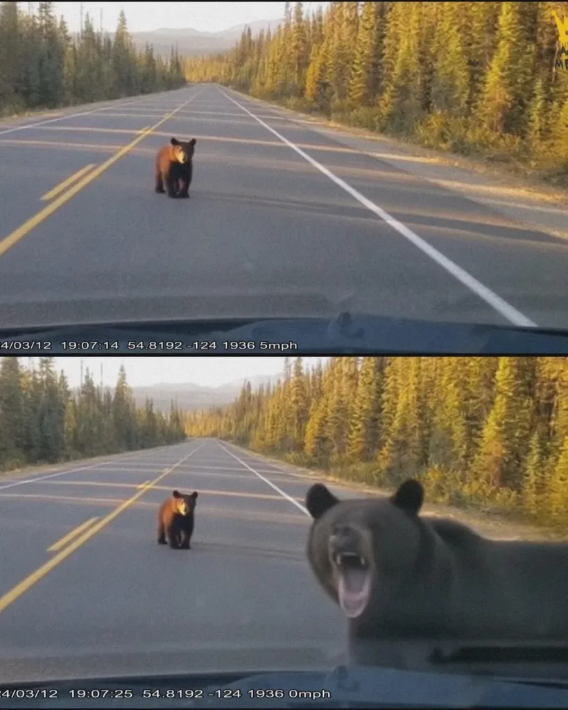 A Mother’s Rage: The Bear Who Would Not Lose Her Cub Again