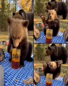 A Sweet Surprise: The Bear Cub Who Stole a Picnic — and Everyone’s Hearts