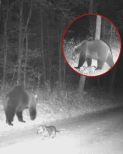 The Wiener Dog and the Bear: A Friendship Rediscovered in the Mountains