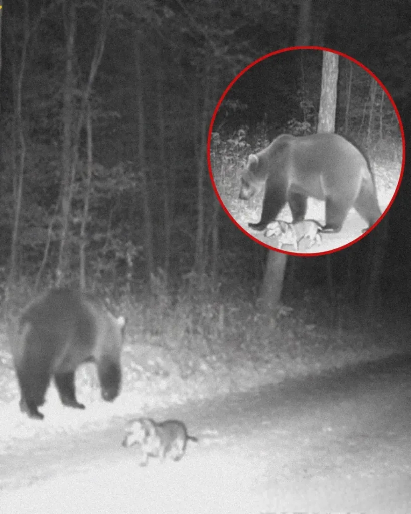 The Wiener Dog and the Bear: A Friendship Rediscovered in the Mountains The Wiener Dog and the Bear: A Friendship Rediscovered in the Mountains