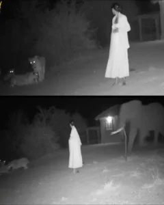 The Night's Guardian: How an Elephant Rescued a Pregnant Woman from Lions