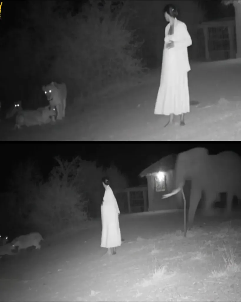 The Night's Guardian: How an Elephant Rescued a Pregnant Woman from Lions The Night's Guardian: How an Elephant Rescued a Pregnant Woman from Lions