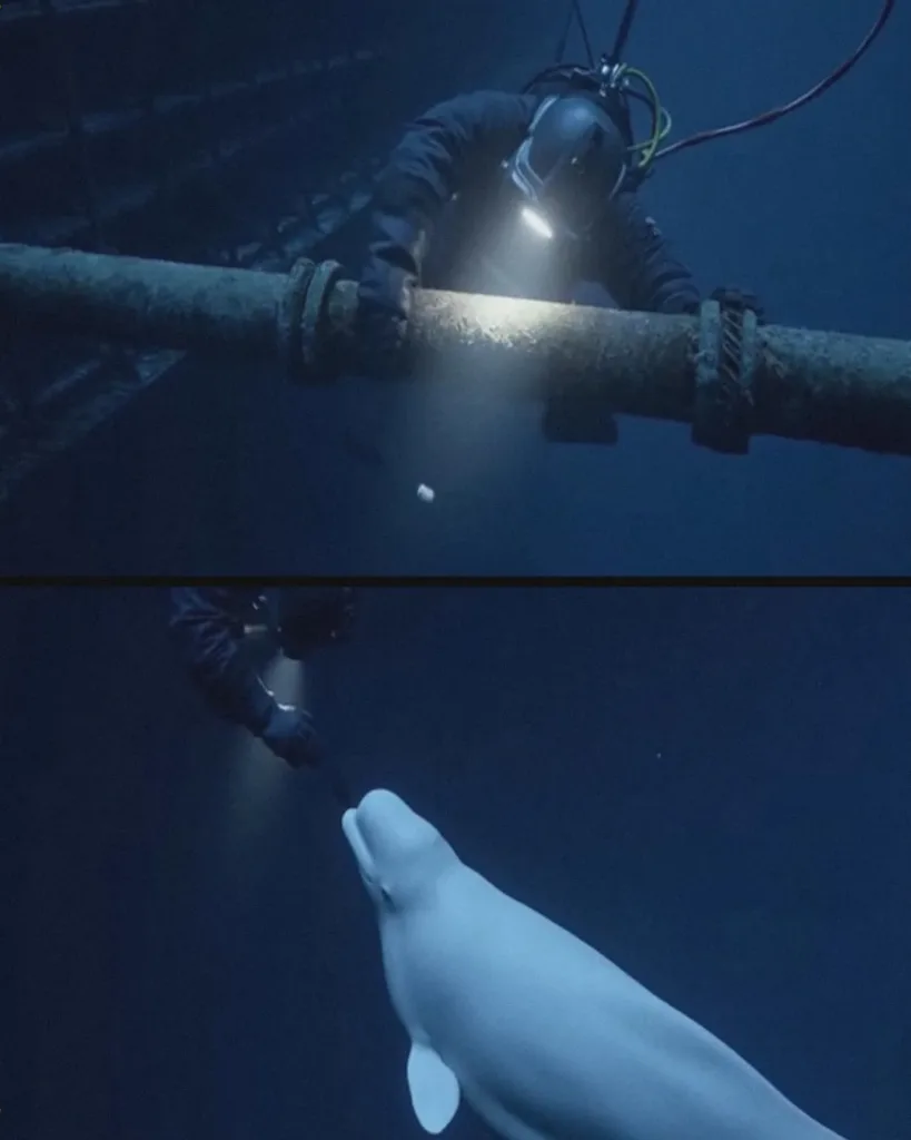 The Diver and the Beluga: A Story of an Unexpected Friendship Beneath the Ice