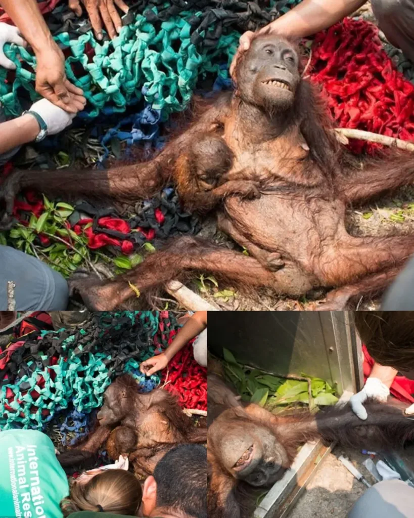 A Heartbreaking Rescue: The Struggle of Orangutans Amidst Indonesia's Wildfires