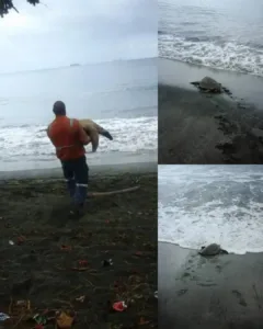 A Heartfelt Gesture: Man Saves Turtles from Being Eaten