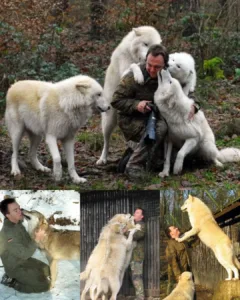 The Art of Capturing Wolves: A Photographer's Journey