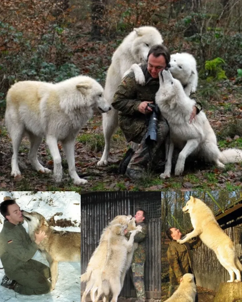 The Art of Capturing Wolves: A Photographer's Journey The Art of Capturing Wolves: A Photographer's Journey