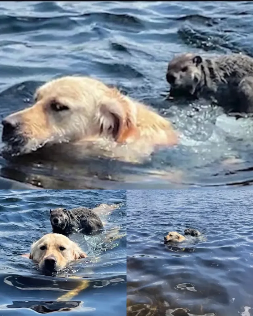 An Unlikely Bond: Wally the Golden Retriever and a Woodchuck