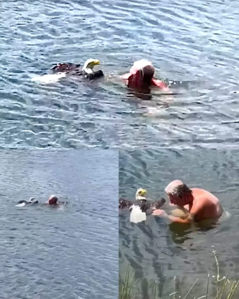 A Daring Rescue: Doug Hay Saves Bald Eagle from Alligator-Infested Lake A Daring Rescue: Doug Hay Saves Bald Eagle from Alligator-Infested Lake