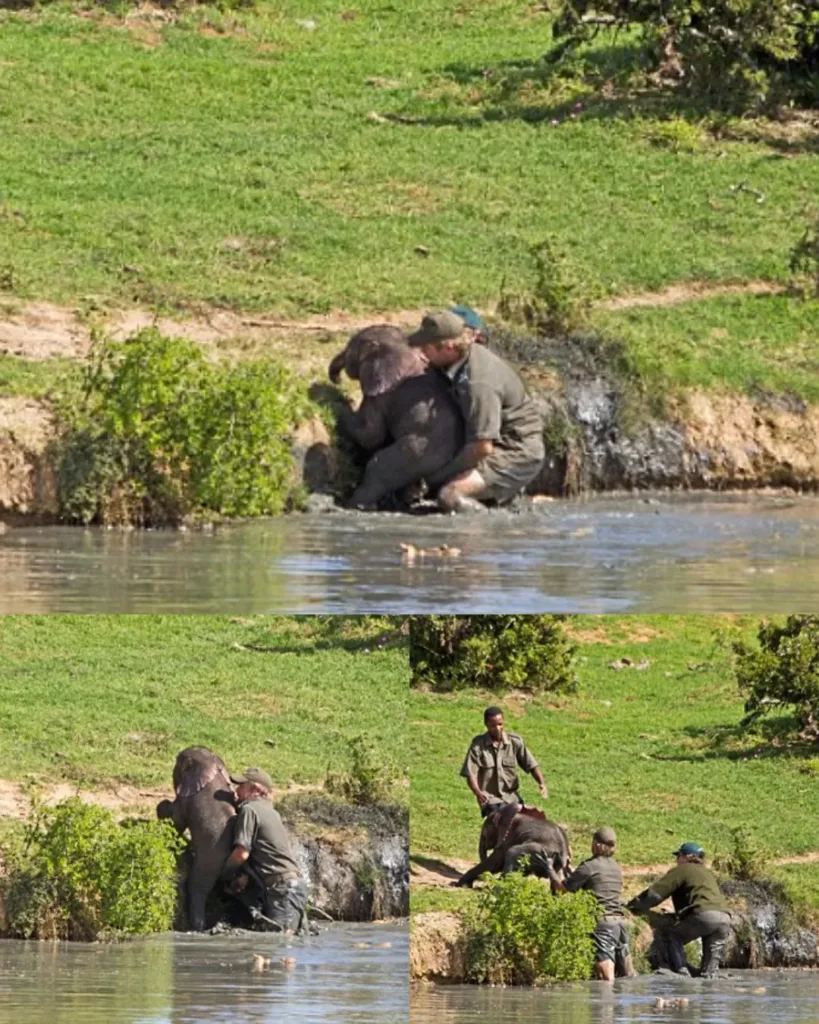 A Dramatic Rescue: Baby Elephant Saved from Drowning in South Africa A Dramatic Rescue: Baby Elephant Saved from Drowning in South Africa