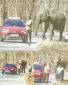 Tourists in Bandipur Forest Encounter Wild Elephant: One Injured