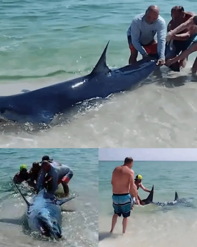 Dramatic Rescue of Stranded Shark by Beachgoers in Florida Dramatic Rescue of Stranded Shark by Beachgoers in Florida
