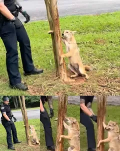 Springville Police Officers Heroically Rescue Trapped Coyote