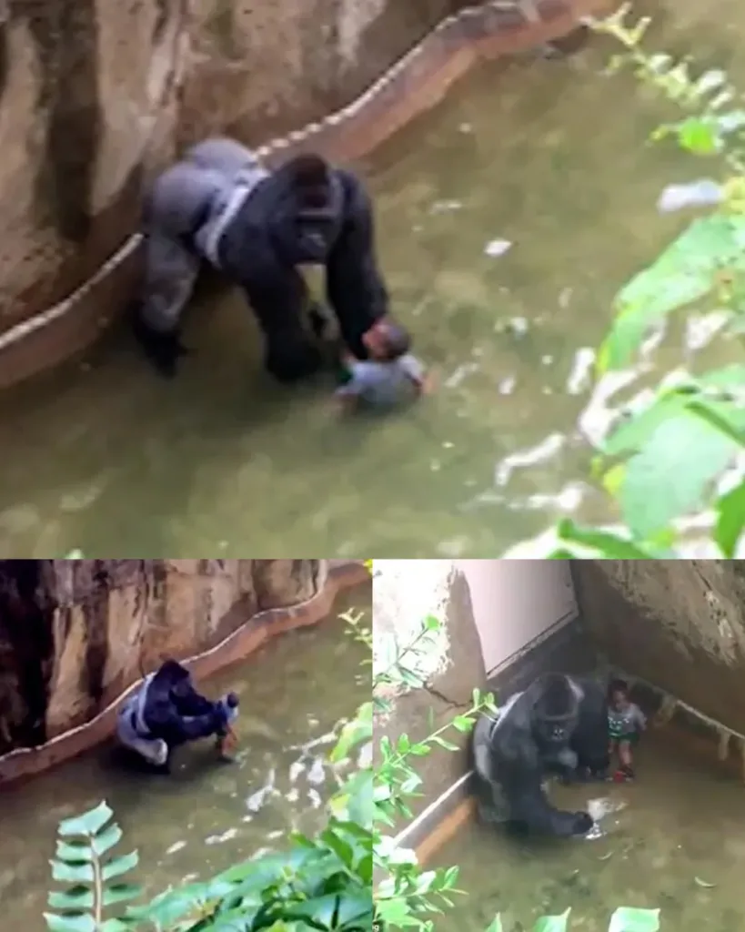 Tragic Event at Cincinnati Zoo: A Gorilla's Life Taken to Protect a Child