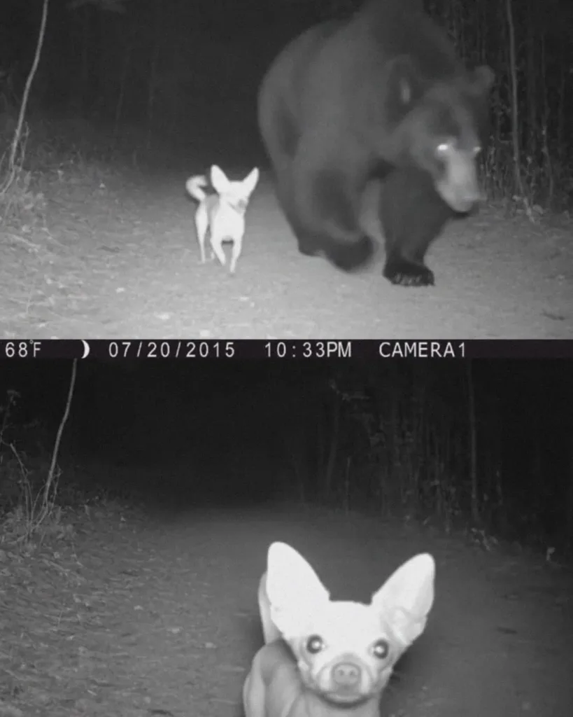 The Unlikely Bond Between a Chihuahua and a Bear: A Touching Story of Survival and Friendship