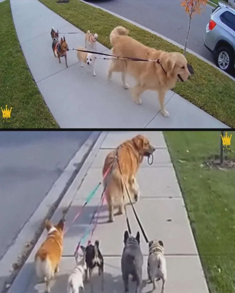 The Golden Retriever with a Heart of Gold: A Tale of Unexpected Leadership