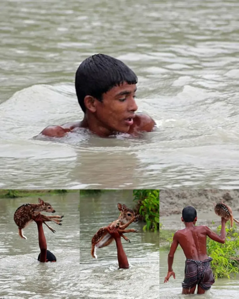 A Brave Display of Kindness: Young Boy Rescues Baby Deer from Floods in Bangladesh