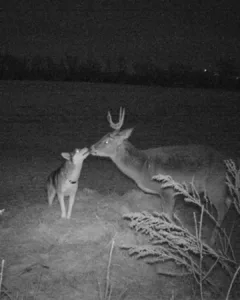 An Unlikely Bond: A Lost Husky's Adventure with a Wild Deer