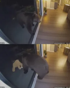 Mama Bear Takes Stuffed Animal After Losing Her Cub: A Touching Tale of Grief and Solace Mama Bear Takes Stuffed Animal After Losing Her Cub: A Touching Tale of Grief and Solace