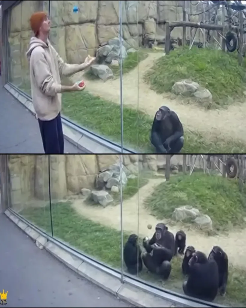 Chimpanzee Becomes an Internet Sensation at Columbus Zoo for Mastering Juggling: A Story of Skill, Laughter, and Nature's Surprises