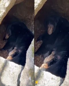 Unexpected Compassion: A Bear Nursing Wild Dog Pups in a National Park Unexpected Compassion: A Bear Nursing Wild Dog Pups in a National Park