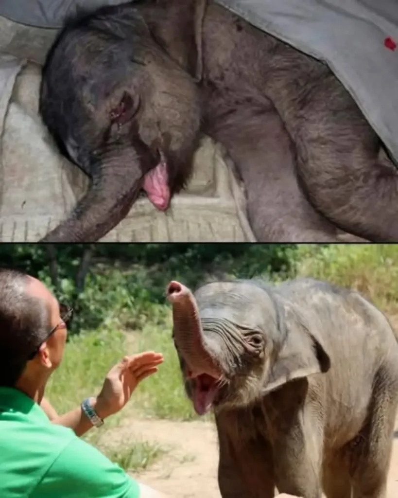 Five Hours of Tears: The Heart-Wrenching Tale of Zhuang Zhuang, the Elephant Who Discovered Love Again Five Hours of Tears: The Heart-Wrenching Tale of Zhuang Zhuang, the Elephant Who Discovered Love Again