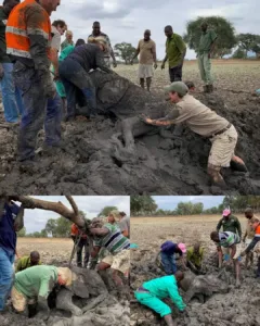 Tess and Mana: A Tale of Resilience, Kindness, and Hope Tess and Mana: A Tale of Resilience, Kindness, and Hope
