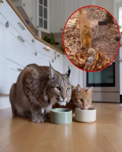 A Surprising Bond: The Touching Tale of a Man and His Bobcat A Surprising Bond: The Touching Tale of a Man and His Bobcat