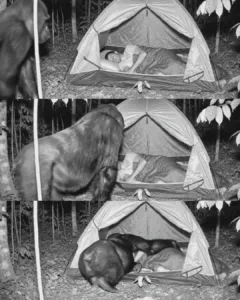 Researcher Becomes Part of the Family: A Gorilla Joins Him in His Tent Researcher Becomes Part of the Family: A Gorilla Joins Him in His Tent