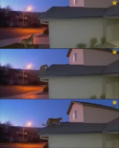 Mountain Lion Amazes Suburban Residents by Jumping Onto Roof Mountain Lion Amazes Suburban Residents by Jumping Onto Roof