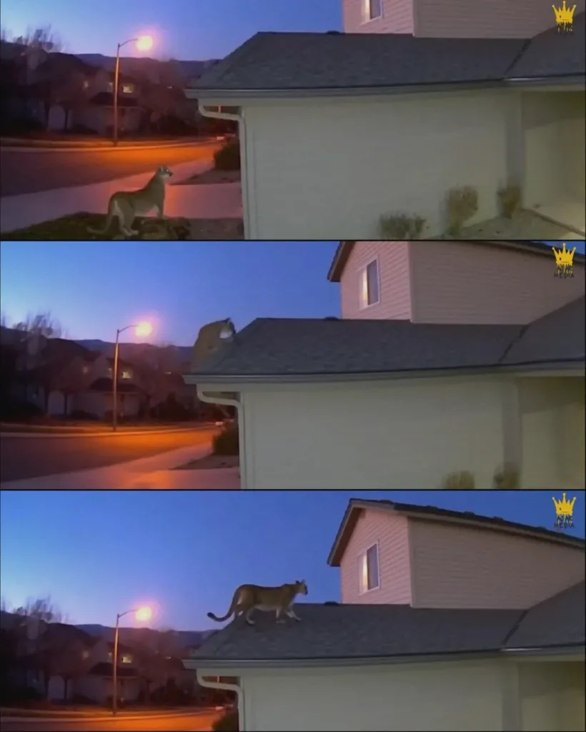 Mountain Lion Amazes Suburban Residents by Jumping Onto Roof