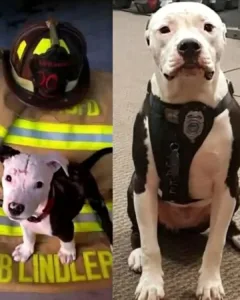 Jake the Firehouse Hero: From Tragedy to Triumph