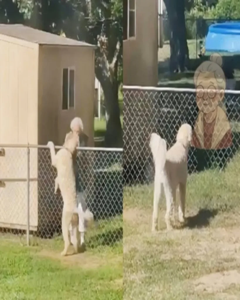 A Love That Endures: The Touching Tale of a Dog's Devotion