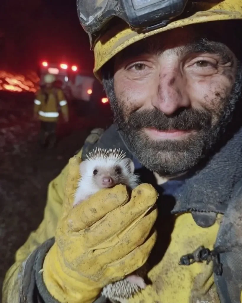 The Value of Every Life: A Touching Tale of Hedgehog Rescue The Value of Every Life: A Touching Tale of Hedgehog Rescue