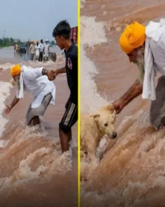 A Beacon of Hope Amidst Calamity: The Brave Rescue of a Stray Dog in Punjab