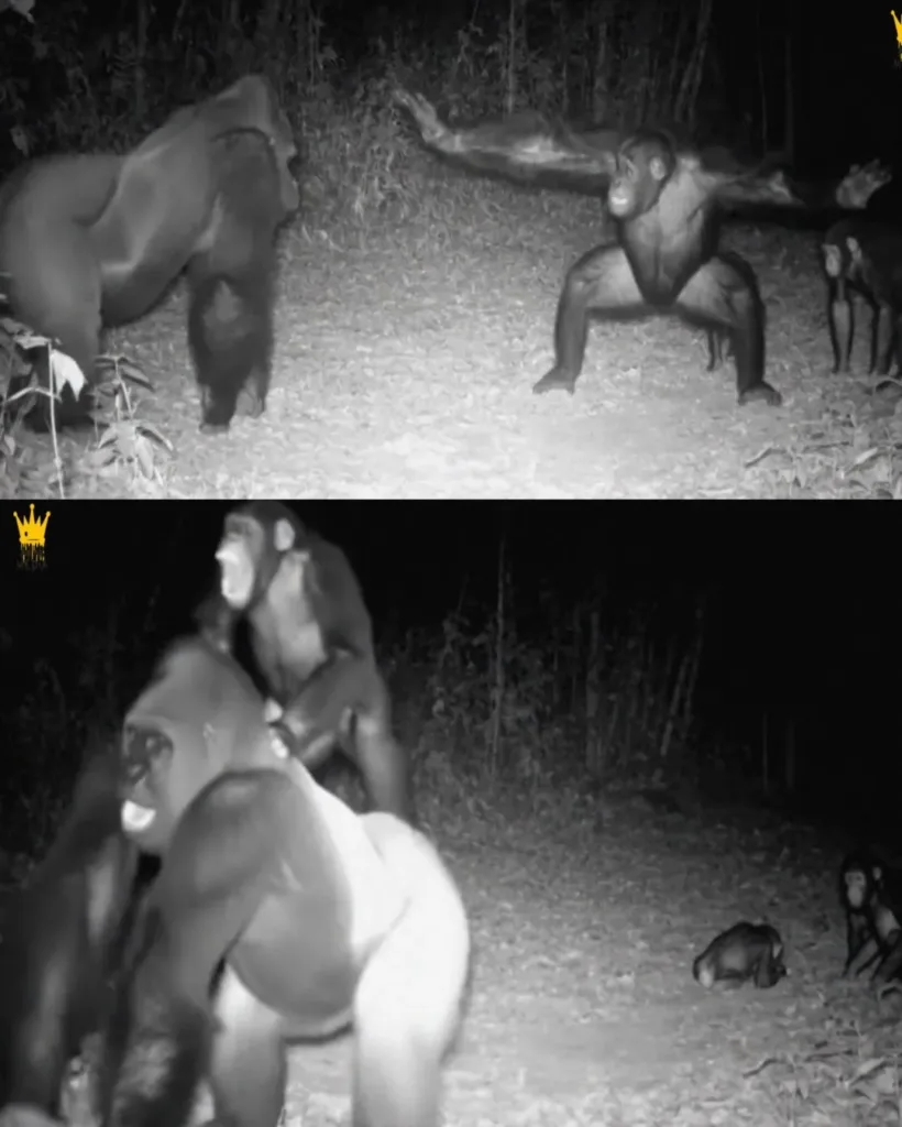 Chimpanzee's Ultimate Sacrifice for Family: A Story of Unyielding Love