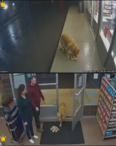 The Unlikely Family: How a Golden Retriever Transformed a Couple’s Life Forever The Unlikely Family: How a Golden Retriever Transformed a Couple’s Life Forever