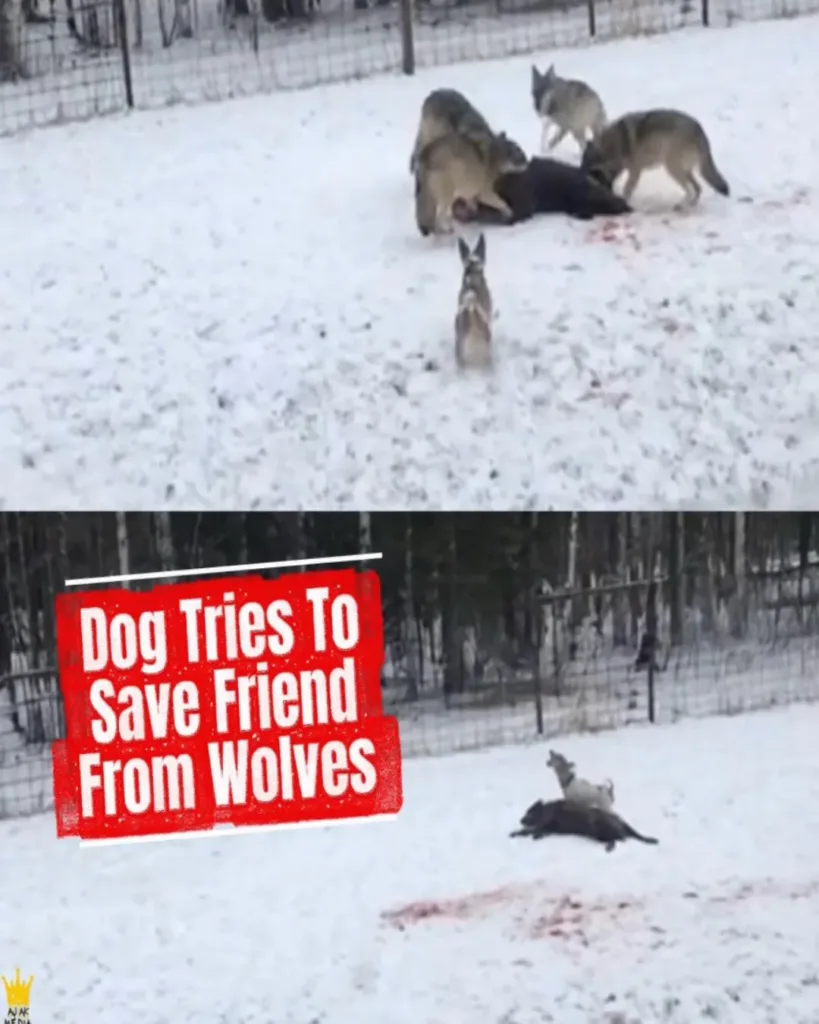 A Dog's Devotion in the Snow: A Heart-Wrenching Tale from Montana