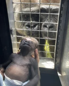 A Heartwarming Reunion: A Flower for a Baby Gorilla