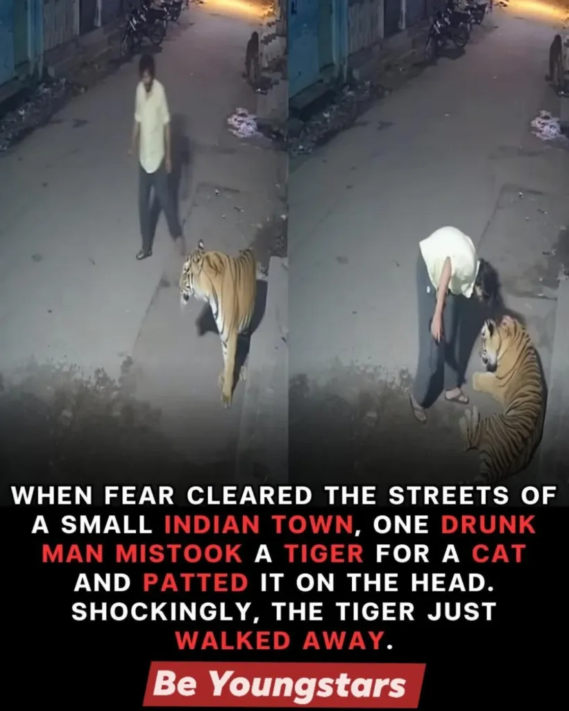 The Night a Drunk Man Patted a Tiger Like It Was a House Cat