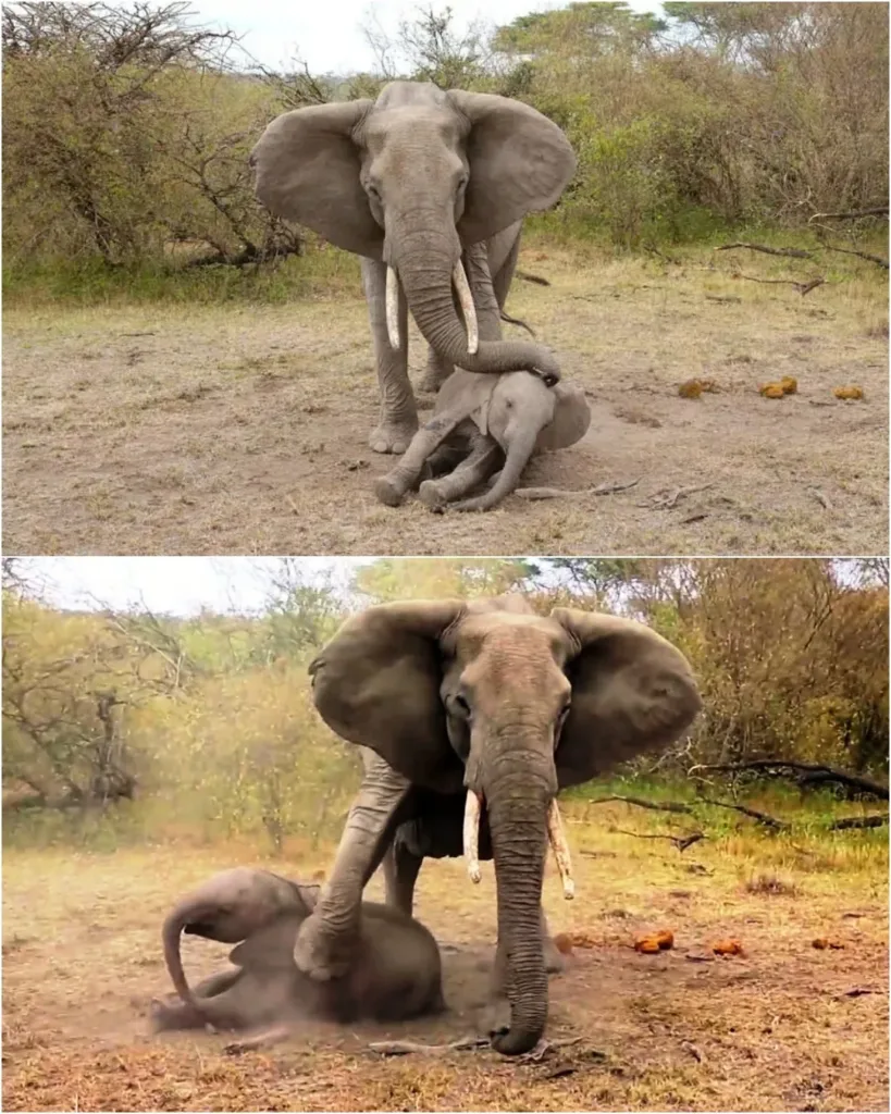 A Touching Rescue Story: Love and Survival in Kenya’s Olaro Motorogi Conservancy A Touching Rescue Story: Love and Survival in Kenya’s Olaro Motorogi Conservancy