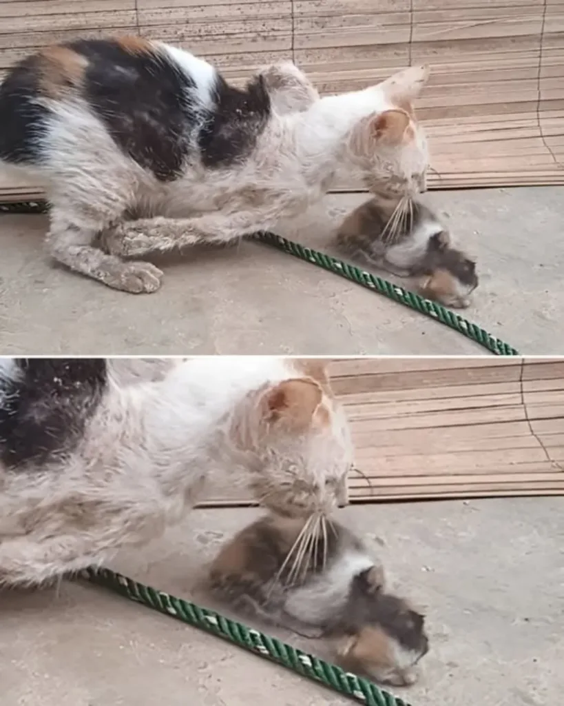 A Mother’s Love Endures: The Heartbreaking Yet Hopeful Tale of a Struggling Cat and Her Kitten A Mother’s Love Endures: The Heartbreaking Yet Hopeful Tale of a Struggling Cat and Her Kitten