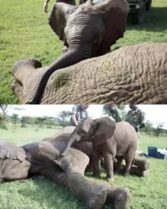 The Essence of the Savannah: A Tale of Love and Loyalty