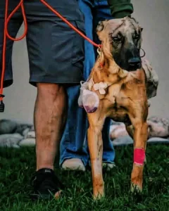 K9 Roam: A Tale of Strength and Recovery