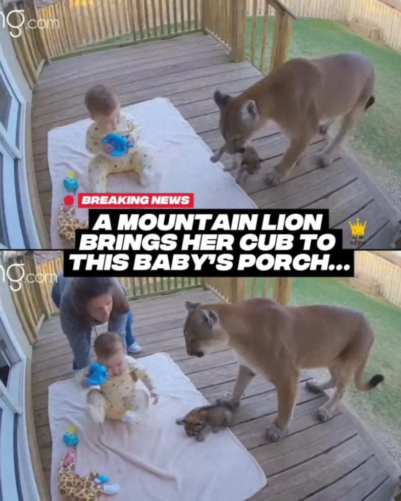 An Uncommon Meeting: When a Mountain Lion Encounters a Baby An Uncommon Meeting: When a Mountain Lion Encounters a Baby