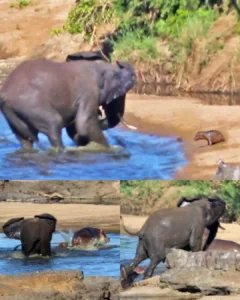 A Clash in the Wild: The Encounter Between an Aggressive Elephant and a Young Hippo