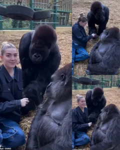 The Enduring Connection Between Humans and Animals: Freya Aspinall and Her Lifelong Friendship with Gorillas
